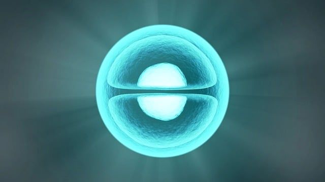 Fertilização in vitro - embrião