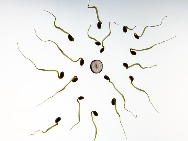 Fertilização in vitro - espermatozoides se aproximando do óvulo